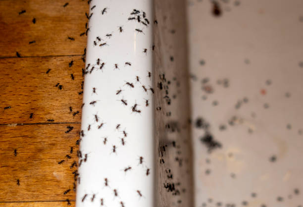 Best Exterminator Services  in Macclenny, FL
